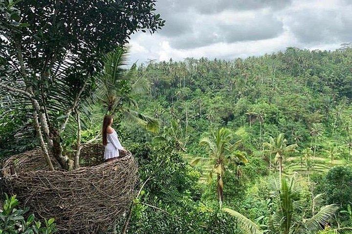 Ubud waterfall, rice terraces, and swing explore