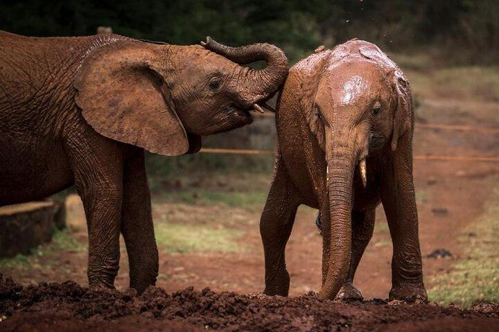 Hoteller i nærheden af Elephants Orphanage & Giraffe Center