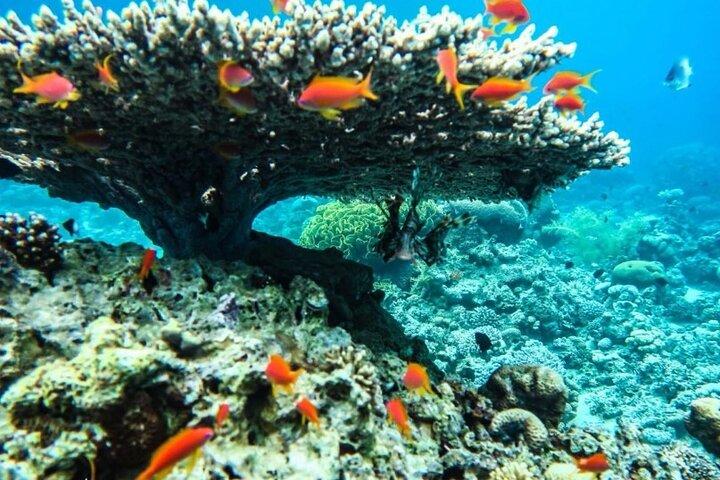 Half-Day Aqaba Glass Bottom Boat Tour – See Stunning Coral Reefs