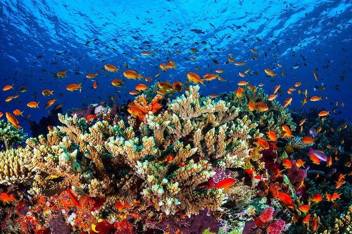 Half-Day Aqaba Glass Bottom Boat Tour – See Stunning Coral Reefs