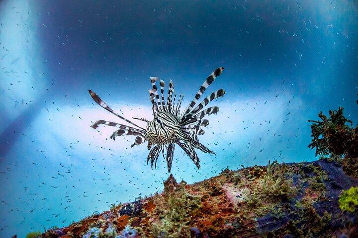 (2 Dives) Discover Scuba Diving Kota Kinabalu