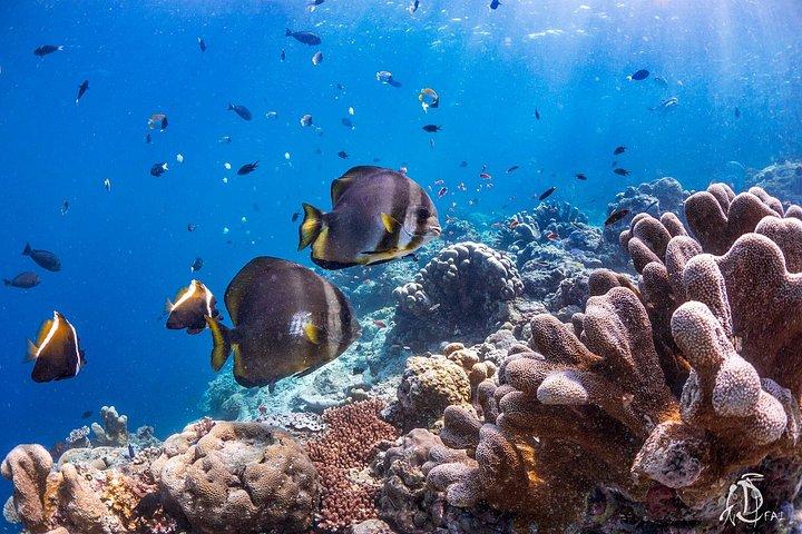 PADI Advanced Open Water Course Kota Kinabalu