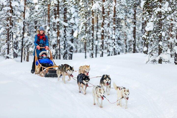 Excursion d'une journée avec Husky Farm, Reindeer Farm et Wildlife Park