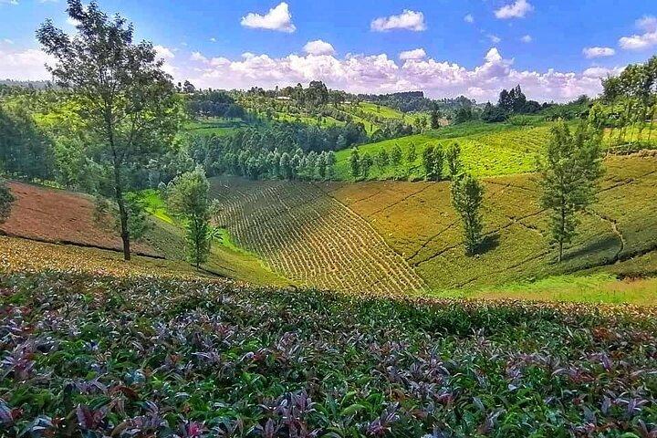 Purple Tea Farm Tea Besøg