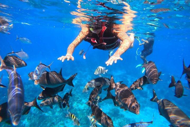 Cozumel El Cielo Reef Snorkel con trasporto rotondo