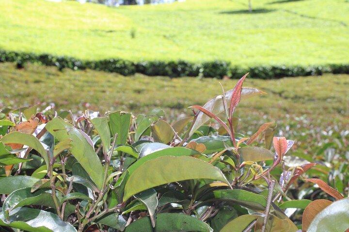 Purple Tea Farm Tea Besøg