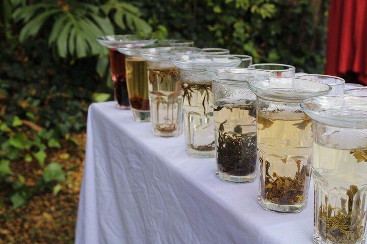 Purple Tea Farm Tea Besøg