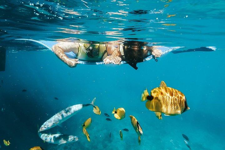 Swim with Dolphins Catamaran with Waterslide & Lunch on Oahu