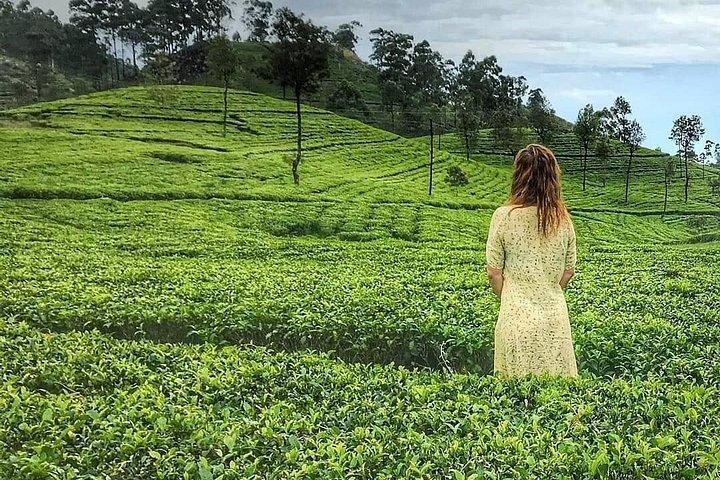 Tea Fields & Factory Tour