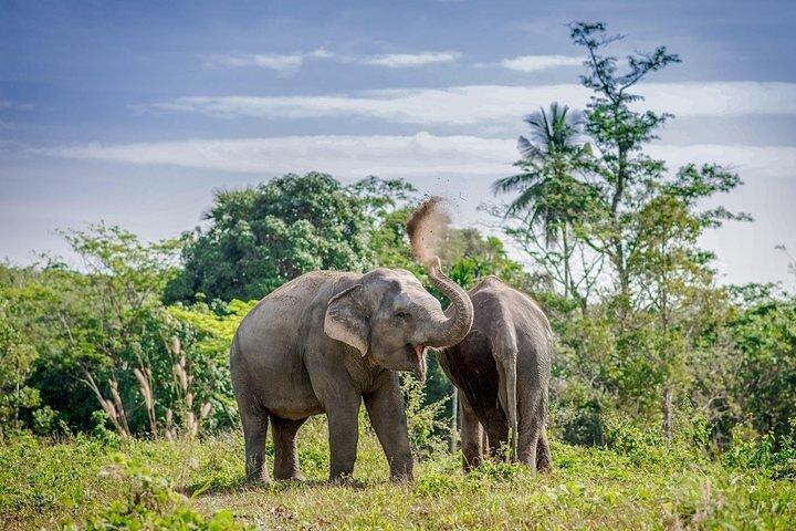 En eftermiddag med elefanterne i Phuket Elephant Sanctuary