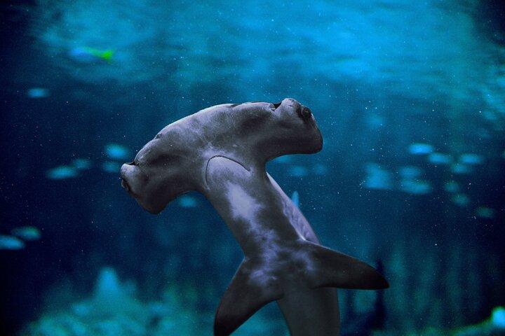 Billets d'entrée à l'Aquarium national d'Abu Dhabi
