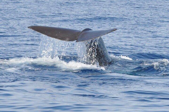 Hval- og delfinsafaritur på Pico Island