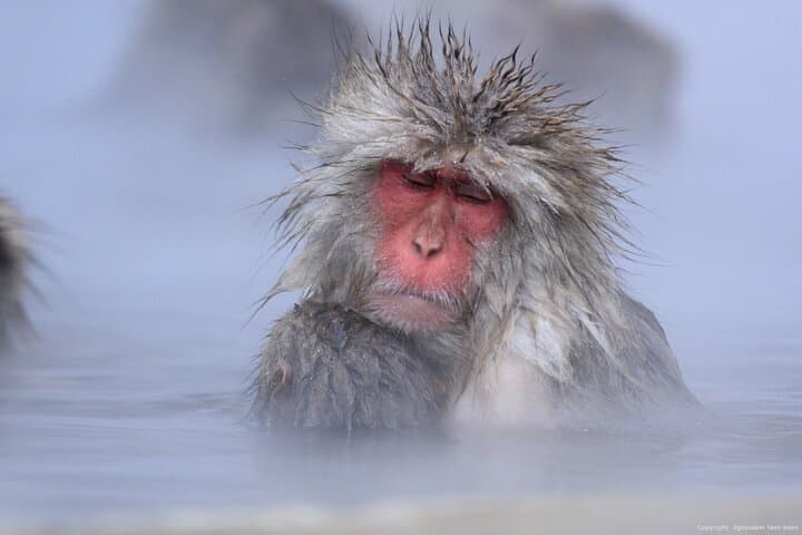 Nagano Snow Monkey 1 Day Tour with Beef Sukiyaki Lunch from Tokyo