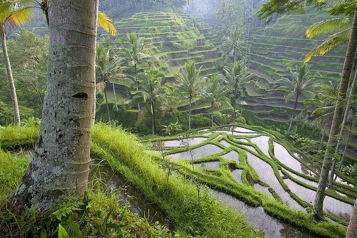 Templo de Selogriyo y Trekking Terrazas de arroz de Java, cascada escondida - Naturaleza Java