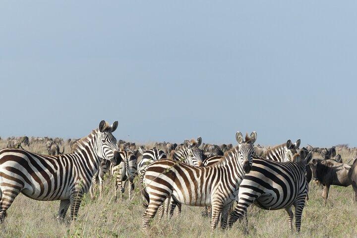 6-daagse noordelijke safari