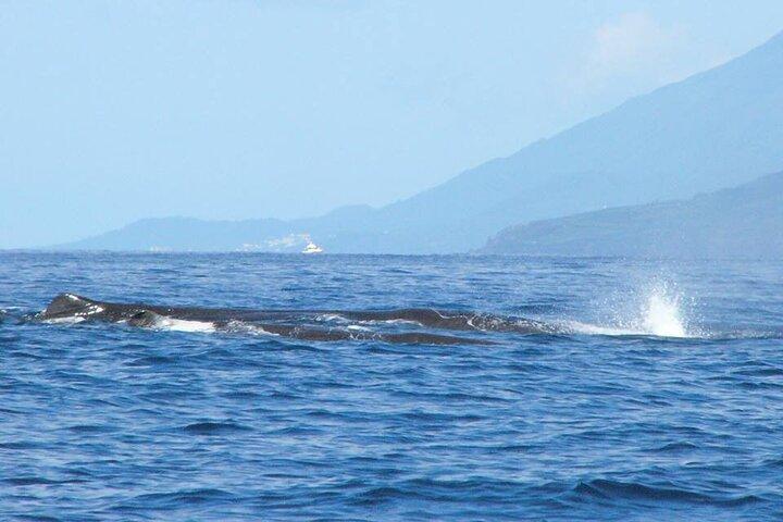 Hval- og delfinsafaritur på Pico Island