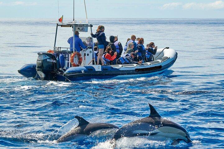 Hval- og delfinsafaritur på Pico Island