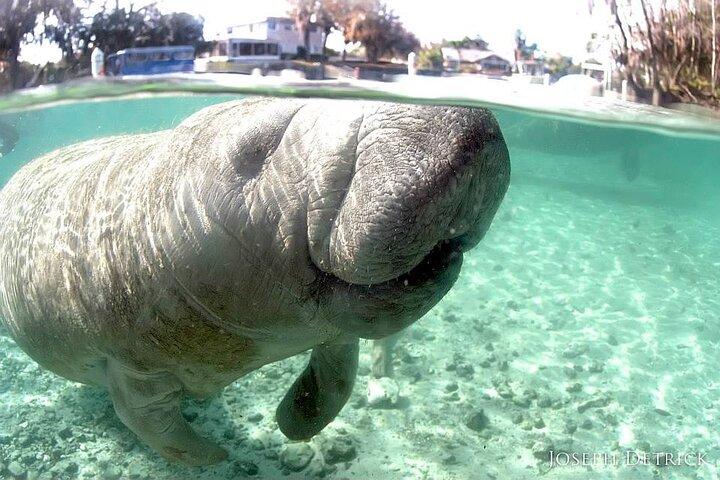 Excursion en petit groupe avec tuba Manatee