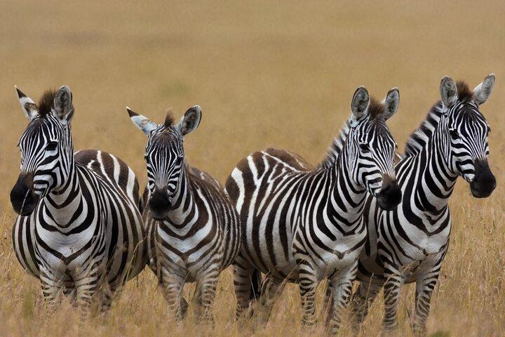 Safari dans le Masaï Mara