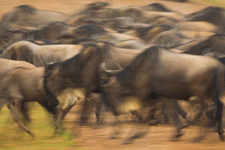 Safari dans le Masaï Mara