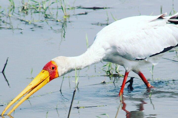 2 notti 2 giorni (campeggio nel parco nazionale di chobe)
