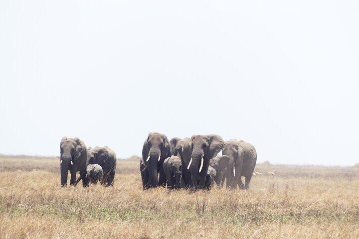 6-dages Ndutu Migration Kalvsæson Safari