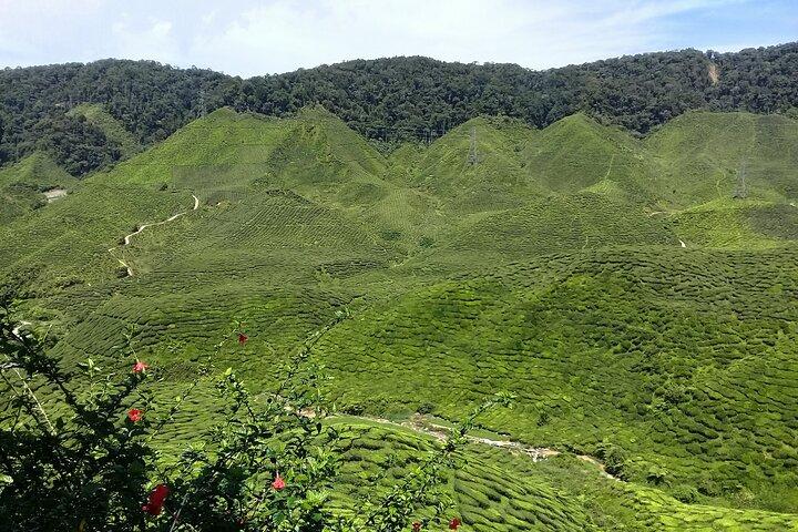 Circuit de plusieurs jours dans les Cameron Highlands
