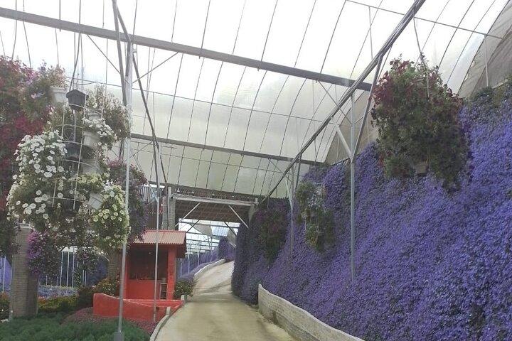 Mehrtägige Tour durch die Cameron Highlands