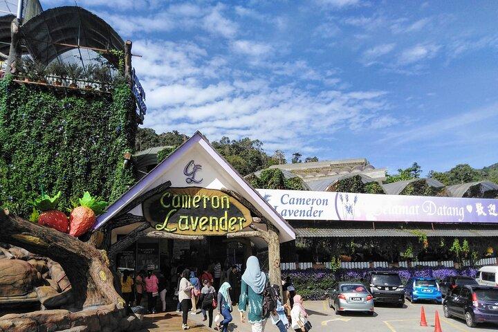 Mehrtägige Tour durch die Cameron Highlands