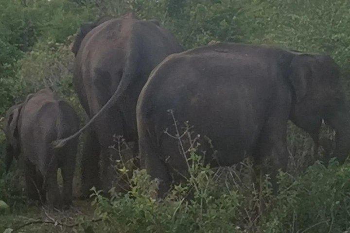Paradise Udawalawe Safari Tours