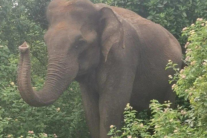 Paradise Udawalawe Safari Tours