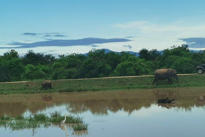 Paradise Udawalawe Safari Tours