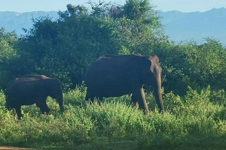 Paradise Udawalawe Safari Tours