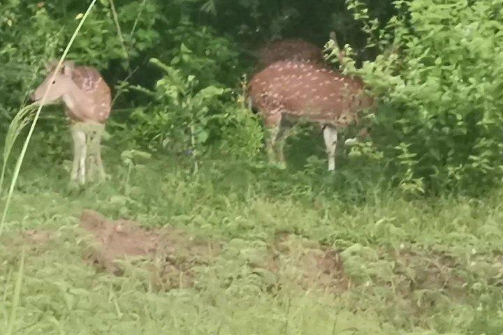 Paradise Udawalawe Safari Tours