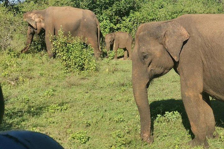 Paradise Udawalawe Safari Tours