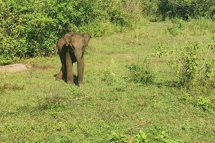 Paradise Udawalawe Safari Tours