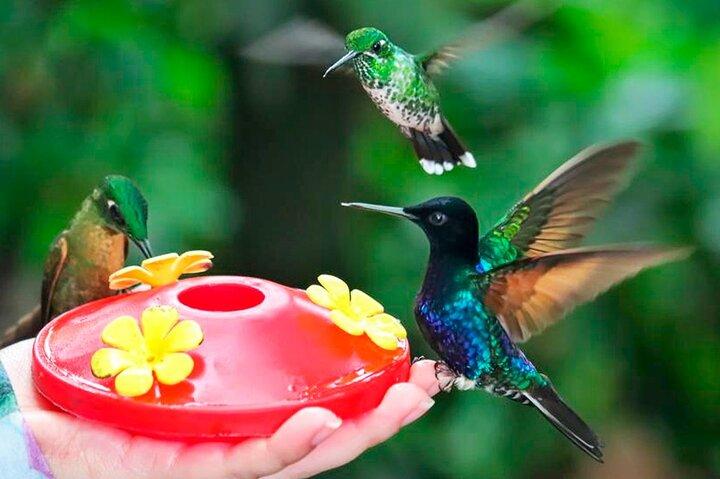 Mindo Natuur & Vogels Privétour