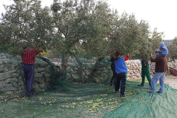 Olive Picking on a Magical Island Brac with Local Professionals