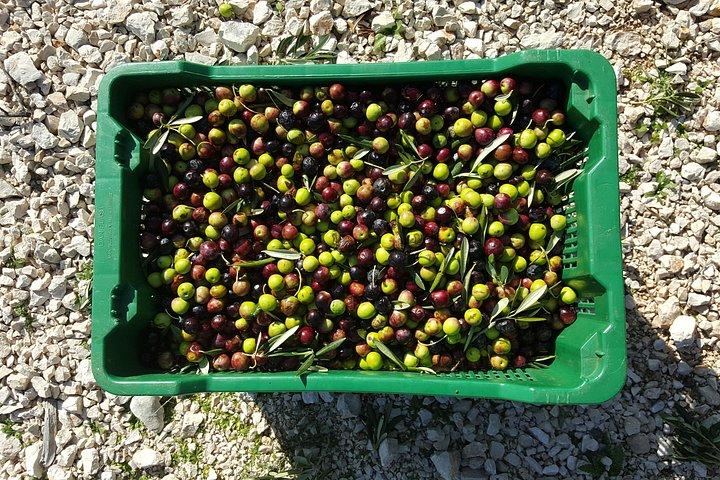 Olive Picking on a Magical Island Brac with Local Professionals
