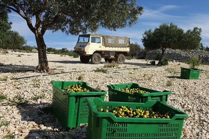 Olive Picking on a Magical Island Brac with Local Professionals