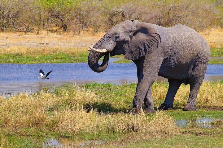 6 dages safari: Manyara, Ngorongoro, Serengeti og Tarangire National Park