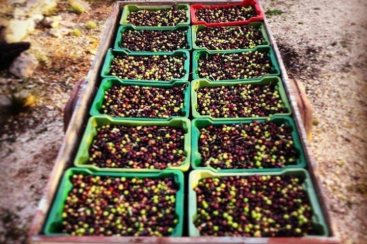 Olive Picking on a Magical Island Brac with Local Professionals