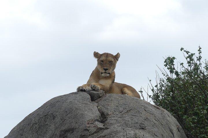 6-daagse noordelijke safari