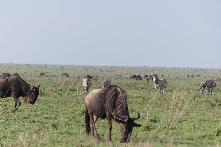 6-daagse noordelijke safari