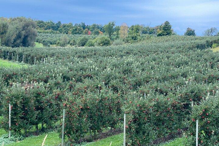Tour del vino da Toronto al Niagara