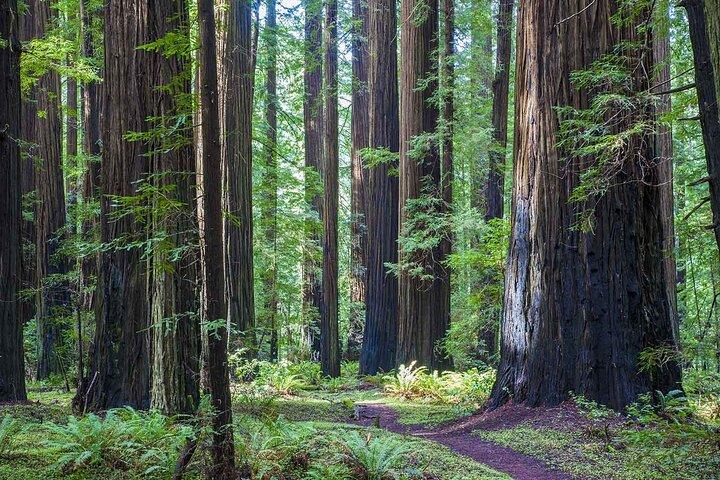 Tour di 7 giorni da Vancouver a Seattle e San Francisco in treno e terra