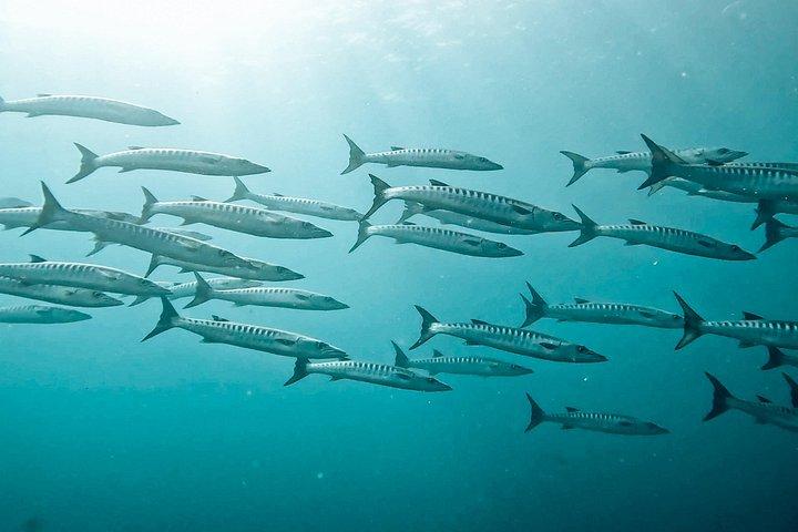 Diving tour in Isla del Caño for certified divers