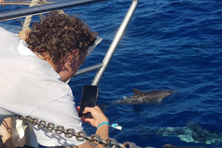 Halvdagstur med kryssning - delfin- och valskådning