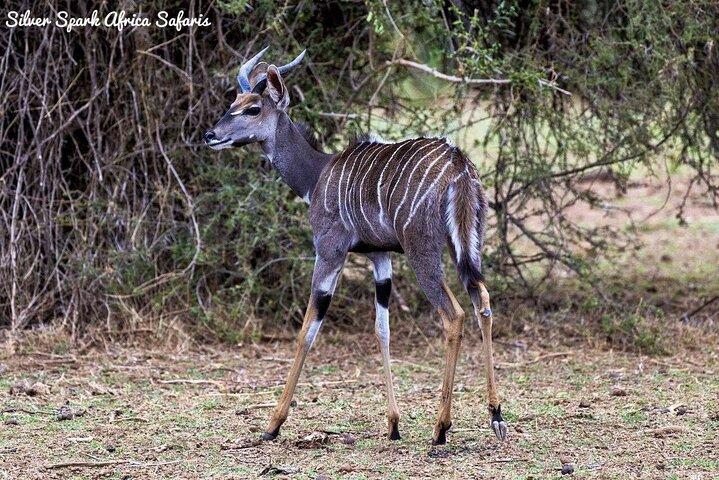 7 Tage Amboseli Park, Lake Nakuru, Masai Mara Park