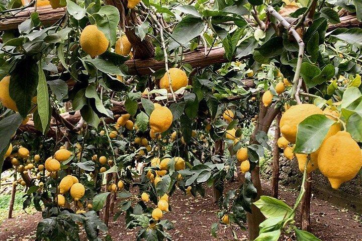 Lemon path hike - Amalfi coast